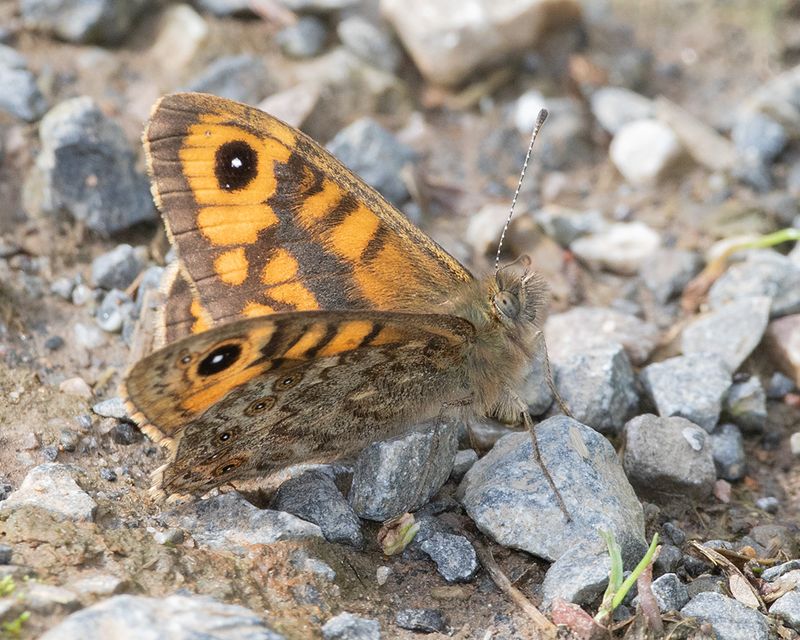 Wall Butterfly - Lasiommata megera 09-10-24.jpg