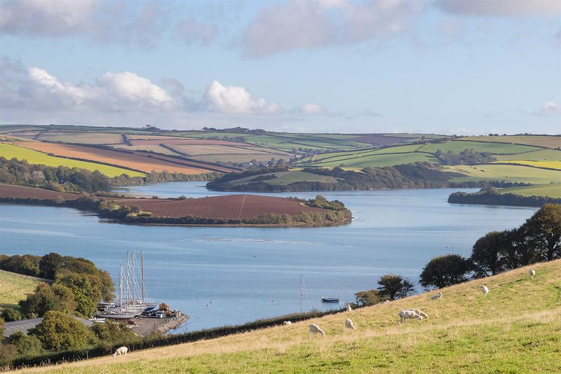 Sheep with a view - from Snapes Path Salcombe 09-10-24.jpg