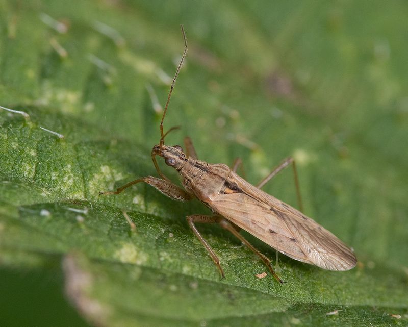 Field Damsel Bug - Nabis ferrus 09-10-24 side.jpg