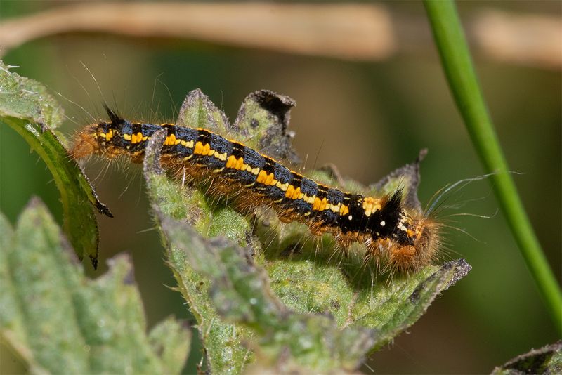 Drinker Moth caterpillar - Euthrix potatoria 09-10-24.jpg