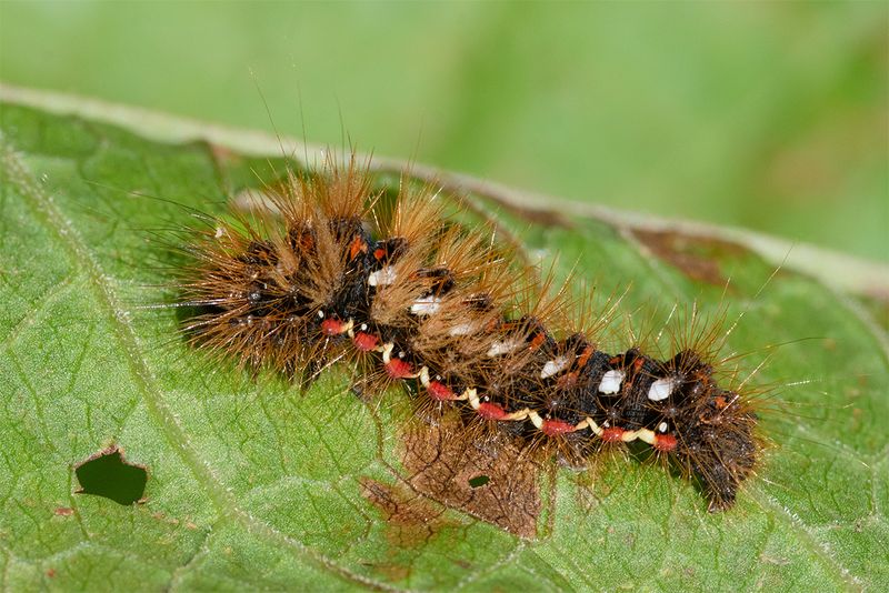 Knot Grass - Acronicta rumicis - caterpillar 09-10-24.jpg