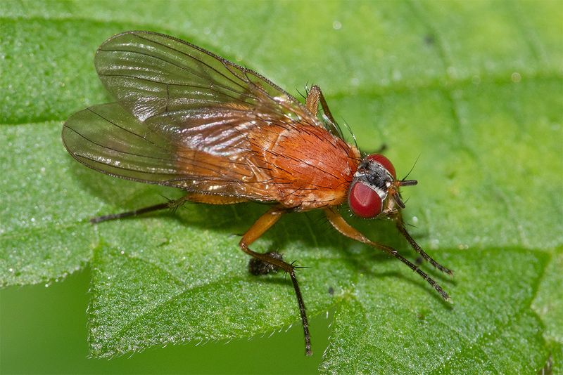 Thricops diaphanus 12-10-24.jpg