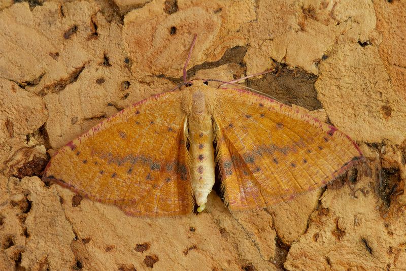Blair's Mocha - Cyclophora puppillaria 17-10-24.jpg