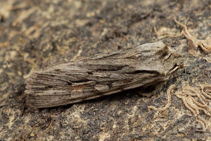 Sprawler Moth - Asteroscopus sphinx 22-10-24.jpg
