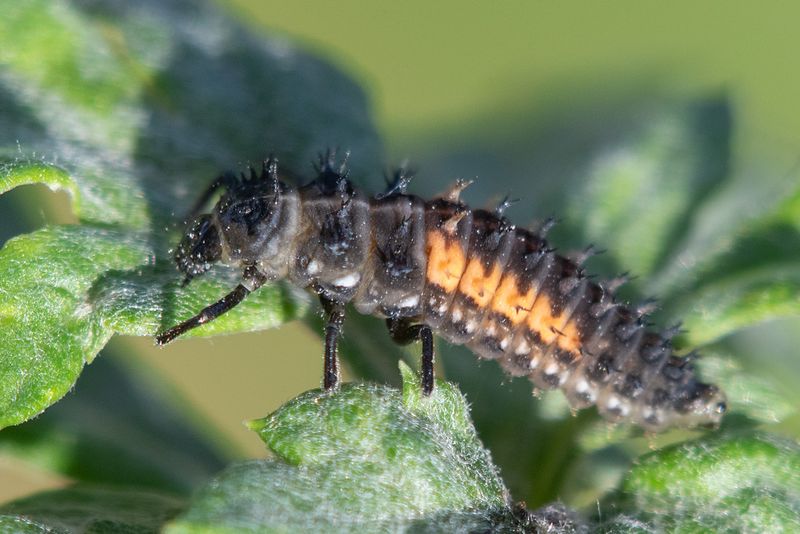 Harlequin Ladybird - Harmonia axyridis larva 23-10-24.jpg