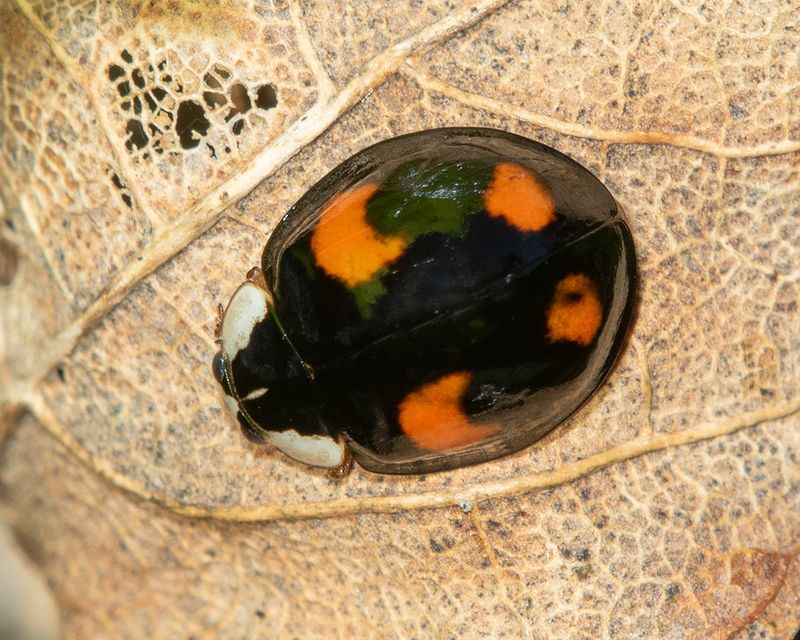 Harlequin Ladybird - Harmonia axyridis - spectabilis form.jpg