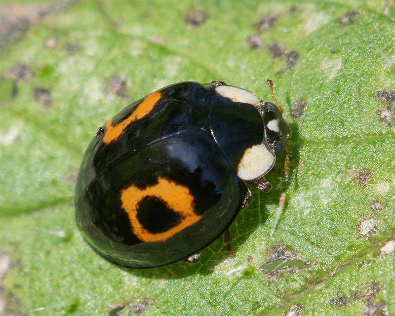 Harlequin Ladybird - Harmonia axyridis - conspicua form.jpg