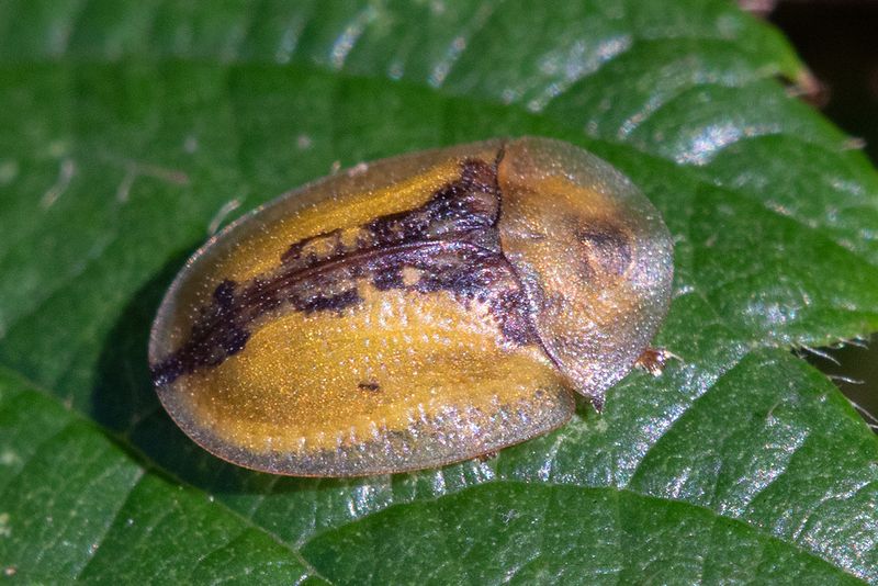 Tortoise Beetle - Cassida vibex brown form 26-10-24.jpg