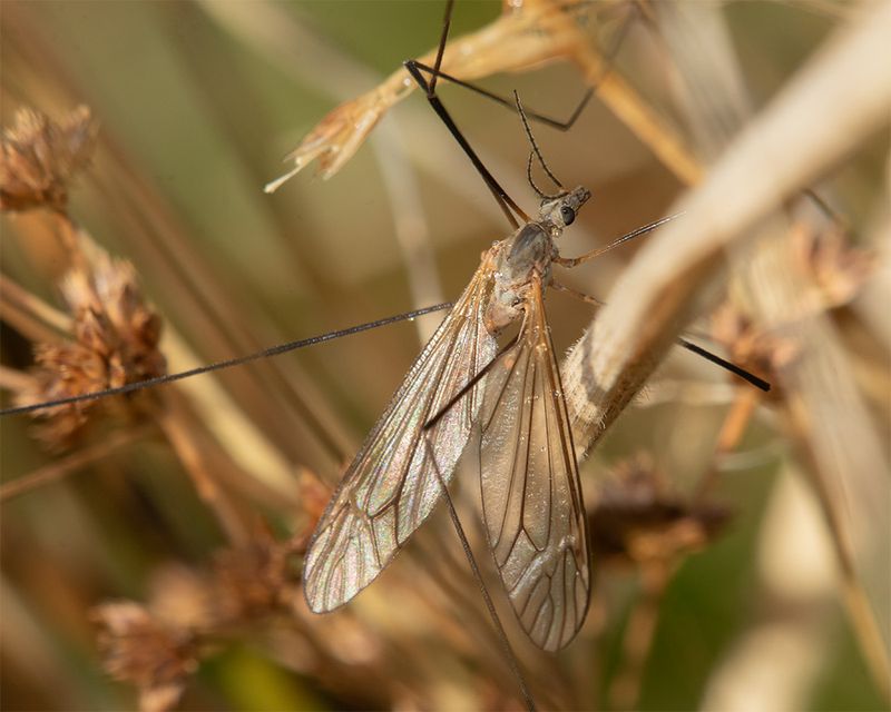 Cranefly - Platytipula melanoceros 27-10-24.jpg