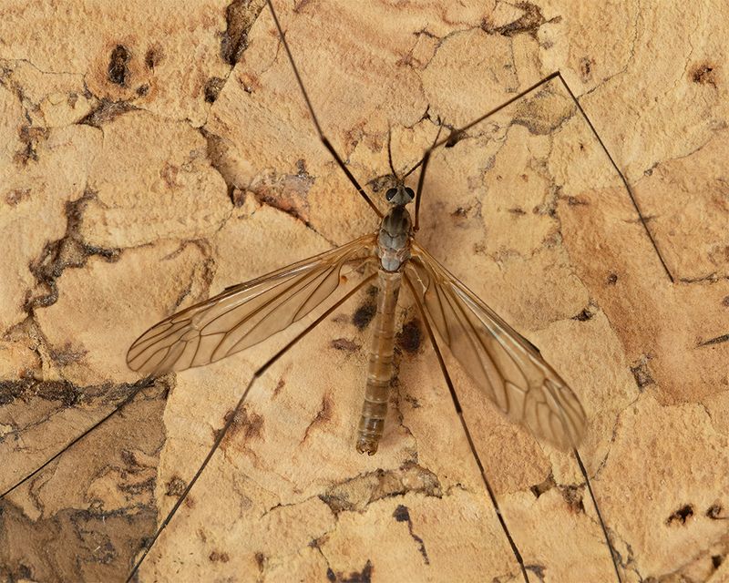 Cranefly - Tipula pagana m 30-10-24.jpg