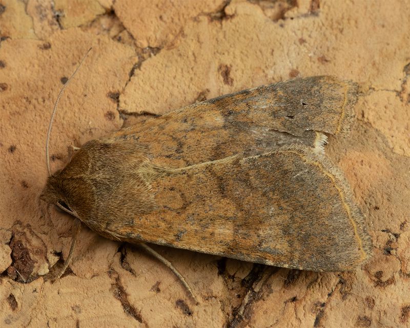 Scarce Bordered Straw Moth - Helicoverpa armigera 30-10-24.jpg