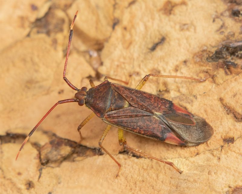 Pantilius tunicatus 30-10-24.jpg