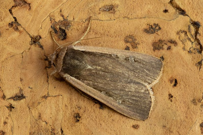 Radford's Flame Shoulder Moth - Ochropleura leucogaster 30-10-24.jpg