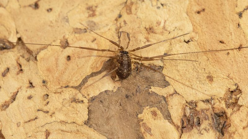 Harvestman - Dicranopapus larvatus 05-11-24.jpg