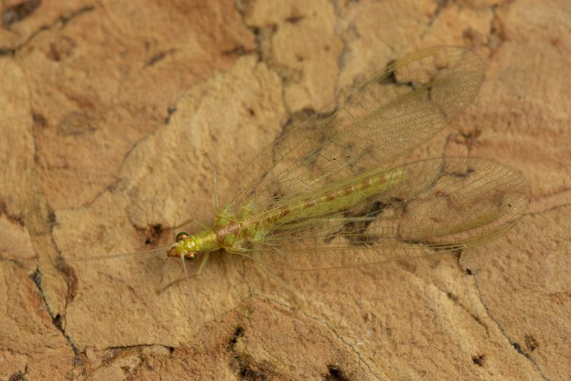 Lacewing - Chrysoperla carnea 06-11-24 #2.jpg