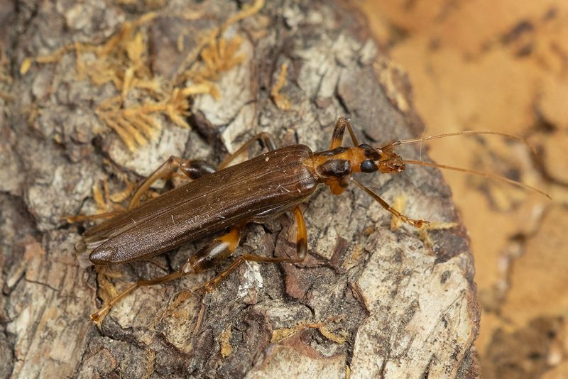 Oedemera femoralis 06-11-24 top.jpg