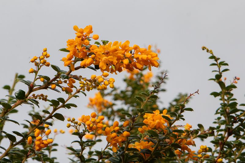 Berberis darwinii flowering out of season 11-11-24.jpg