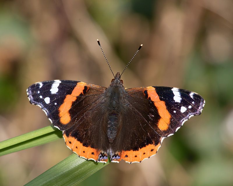 Red Admiral - Vanessa atalanta 13-11-24.jpg