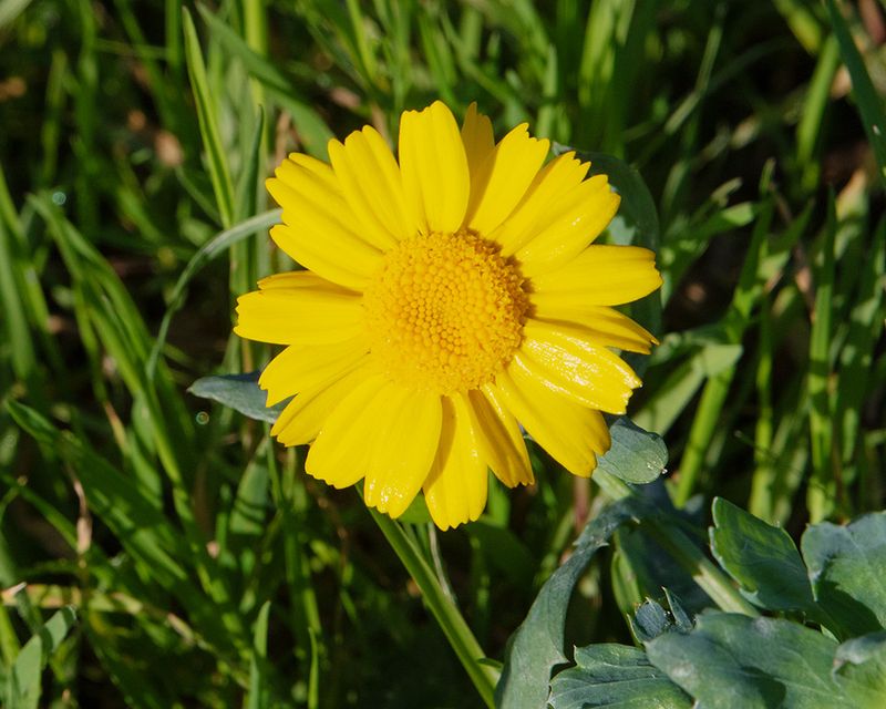 Corn Marigold - Glebiomis segetum Middle Soar Malborough15-11-24.jpg