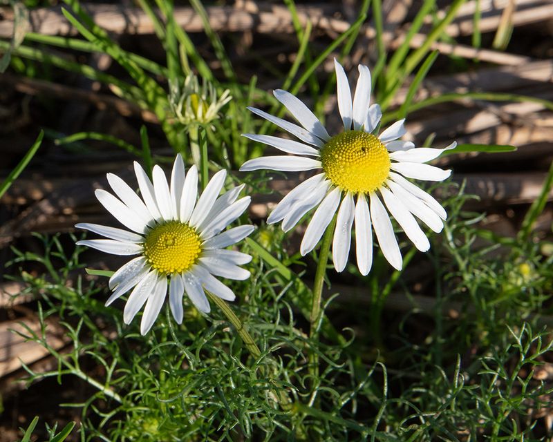 Scentless Mayweed - Tripleurospermum inodorum Middle Soar Malborough 15-11-24.jpg
