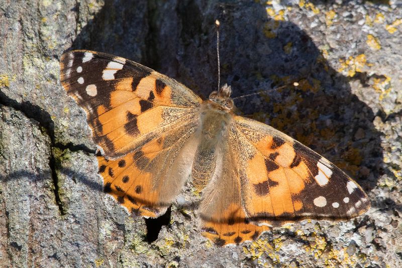 Painted Lady - Vanessa cardui 08-12-24.jpg
