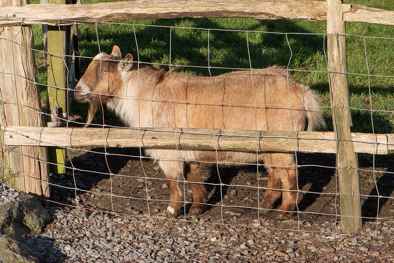 Goat at East Soar - Malborough 14-12-24.jpg