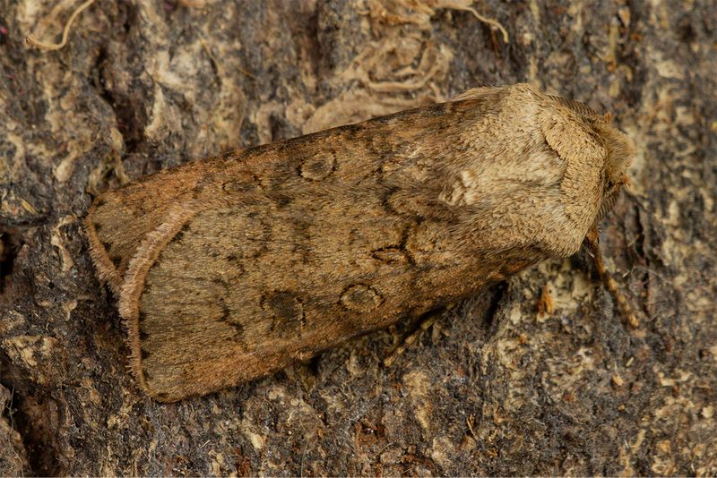 Turnip Moth 15-11-24.jpg
