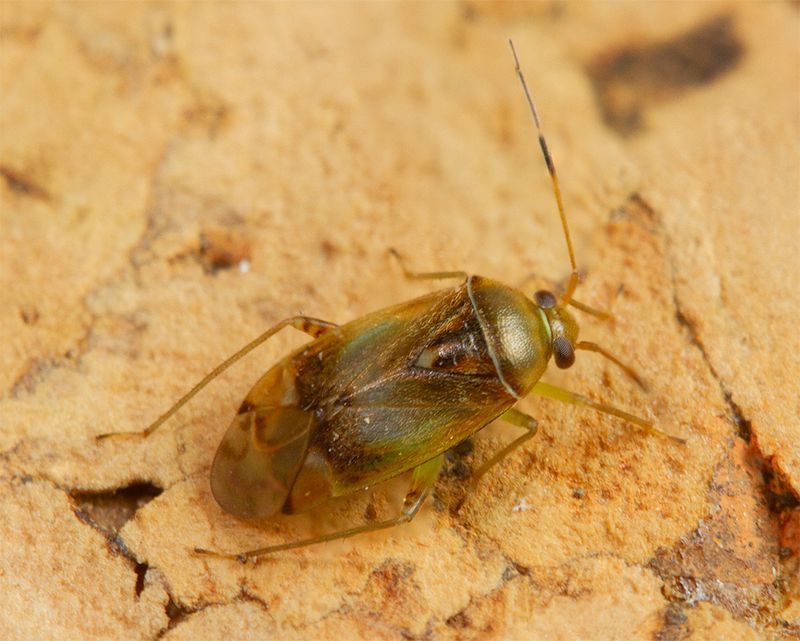 Pinalitus cervinus 16-12-24 top.jpg
