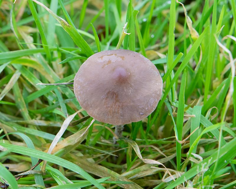 Panaeolus acuminatus - Snapes 29-12-24.jpg
