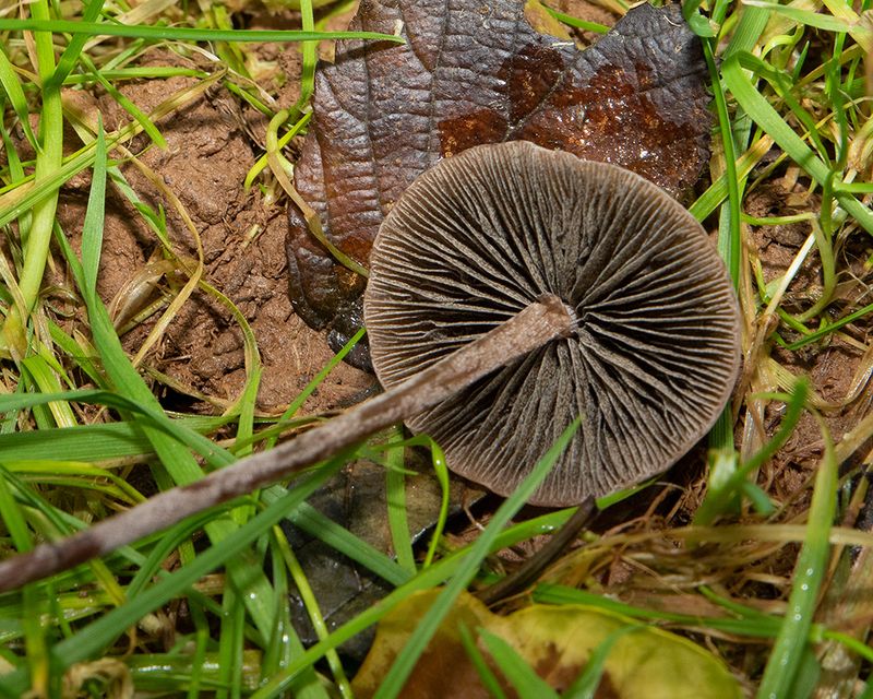 Panaeolus acuminatus - Snapes Point 29-12-24 underside.jpg