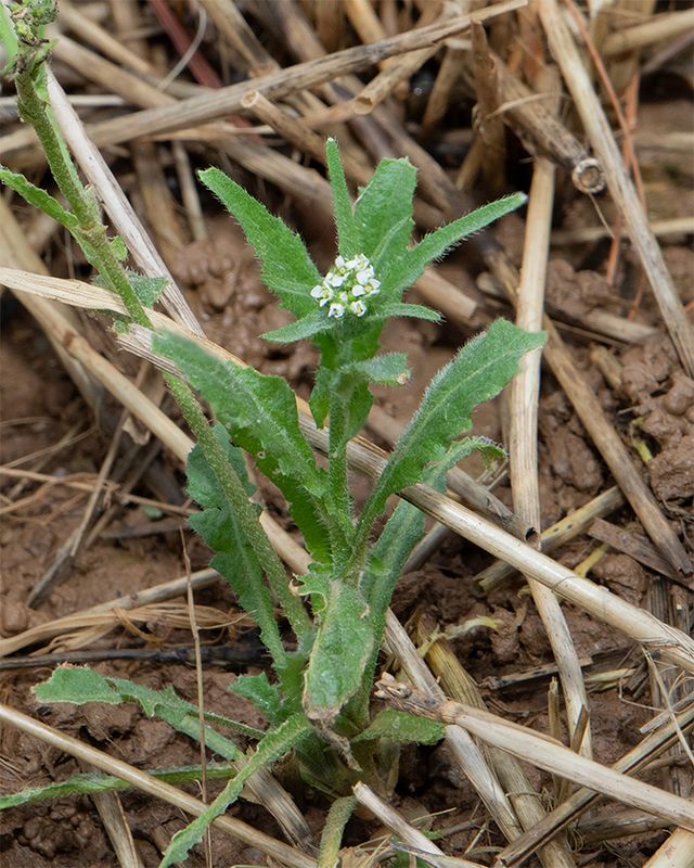 unid poss Field Pennycress Thlaspi arvense 29-12-24 Snapes.jpg