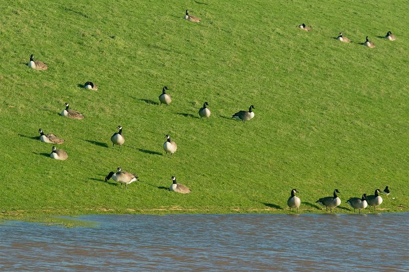 Canada Geese - South Huish Ley 06-01-25.jpg