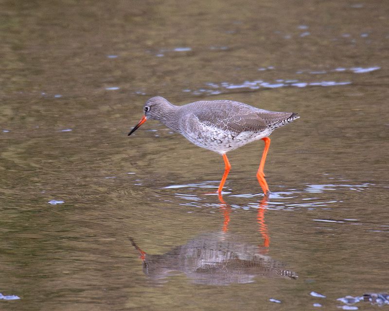 Redshank at South Efford Nature Reserve 14-01-25.jpg