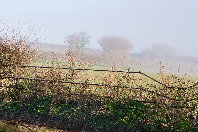 Snapes Point Path - Fog 15-01-25.jpg