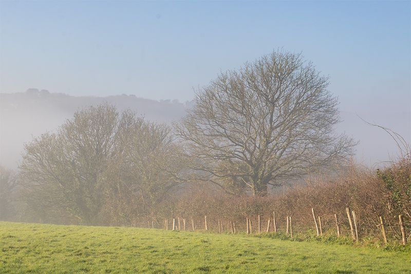Snapes Point - Salcombe -  Fog 15-01-25 #2.jpg