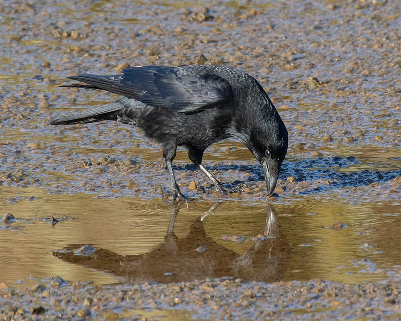 Crow 30-01-25.jpg