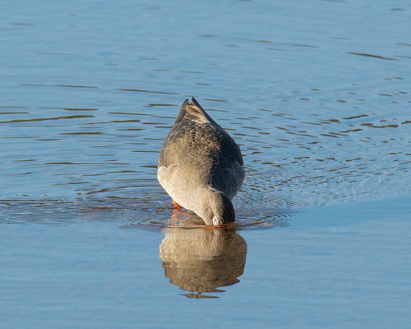 Redshank 30-01-25.jpg