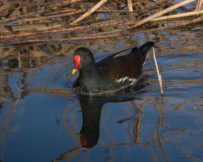 Moorhen 31-01-25.jpg