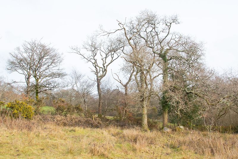 Week 08 - Andrews Wood - dull day.jpg