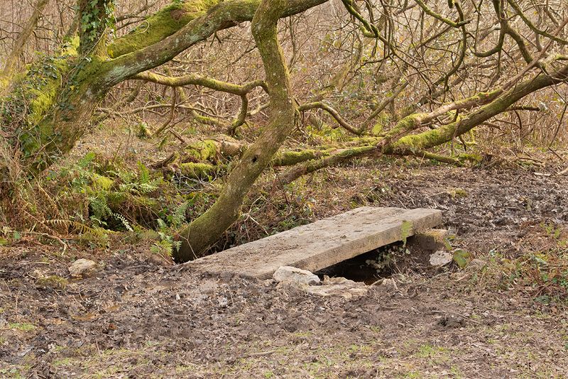 Week 08 - Andrews Wood - muddy path and bridge.jpg