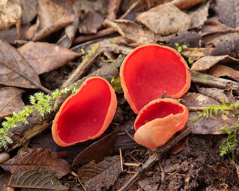 Scarlet Elf Cups - Andrews Wood 18-02-25.jpg