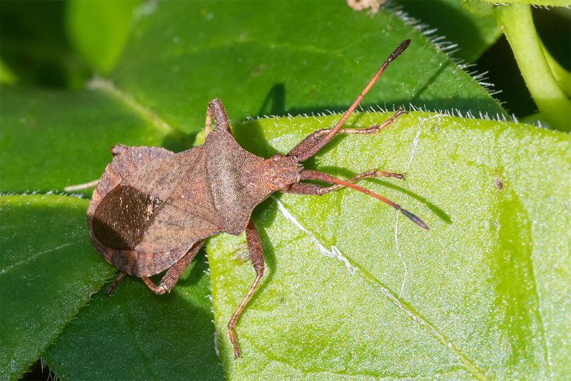 Dock Bug - Coreus marginatus 24-02-25.jpg
