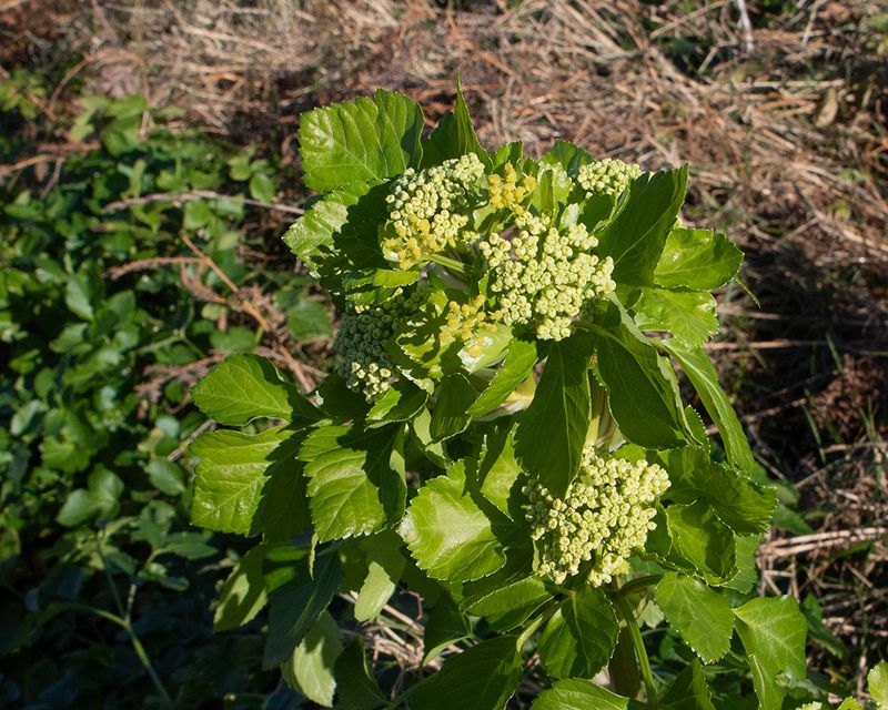 Alexanders 28-02-25 Bantham.jpg