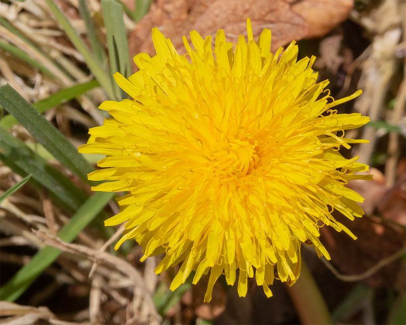 Dandelion - Taraxacum agg 02-03-25.jpg