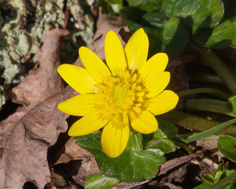 Lesser Celandine - Ficaria verna 02-03-25.jpg