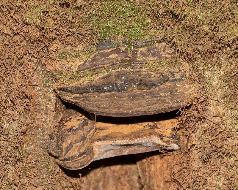 Ganoderma australe 02-03-25.jpg