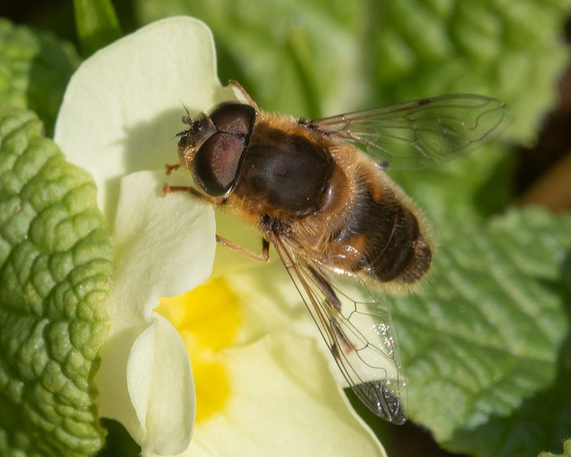 Eristalis pertinax  02-03-25.jpg