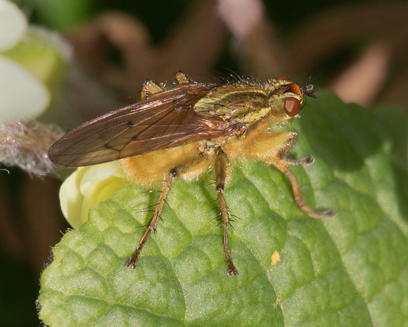 Yellow Dung Fly - Scathophaga stercoraria 02-03-25.jpg