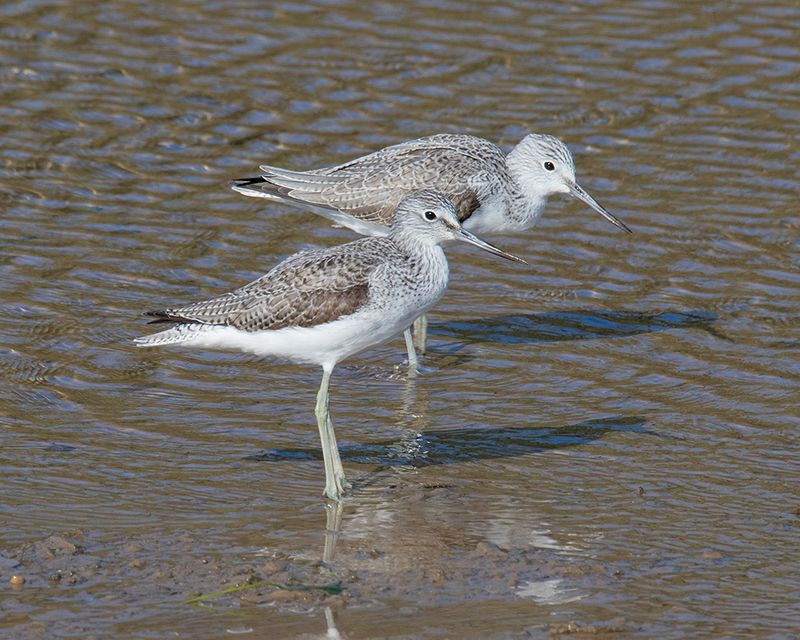 Greenshank 03-03-25.jpg