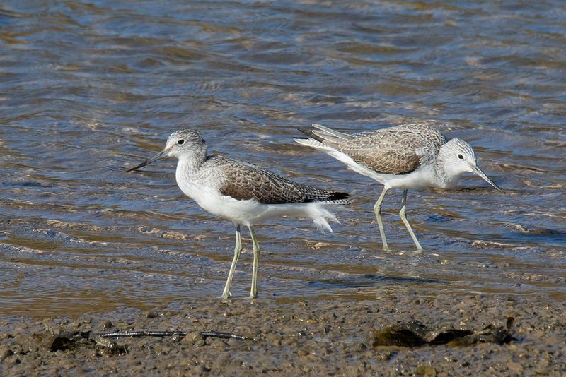 Greenshank 03-03-25 #2.jpg